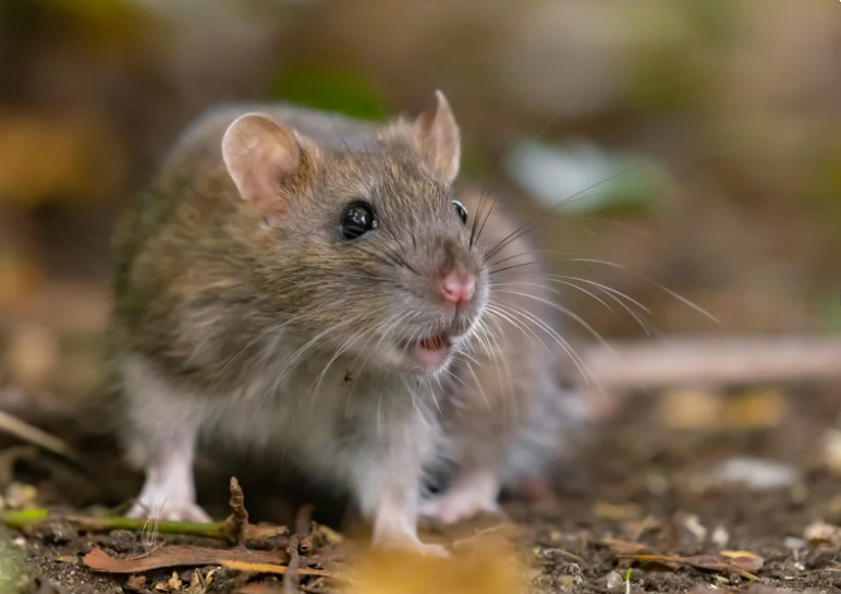 Rat infestation signs around a residential kitchen base unit