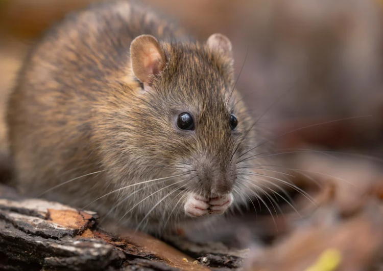 Rat activity check near side path and external service point