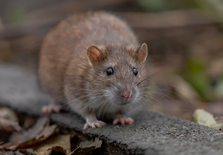 Rodent inspection around a commercial service yard