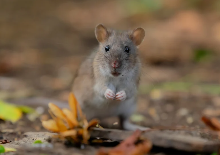 Close-up of rat movement path near garden drainage edge