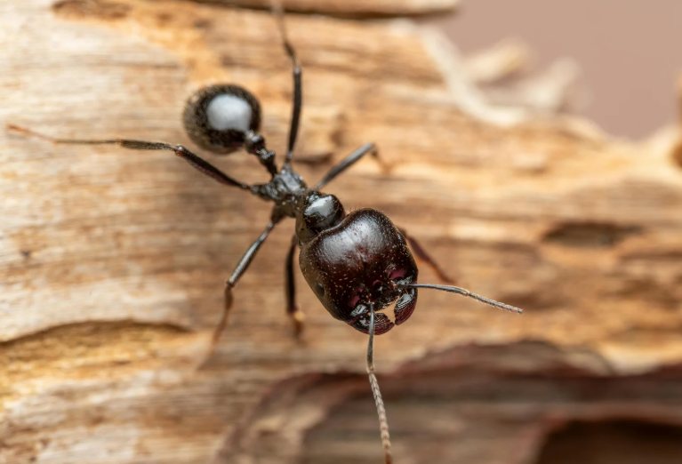 Ant movement near kitchen floor and skirting board