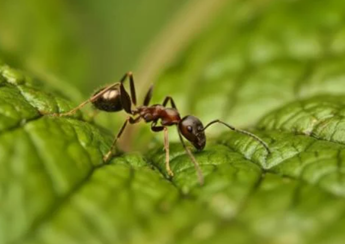 Ants feeding near an indoor pantry and food storage area