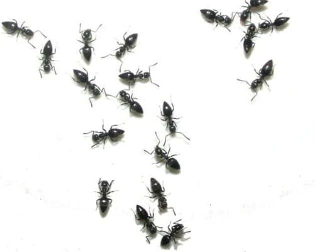 Ant control survey along patio and door threshold