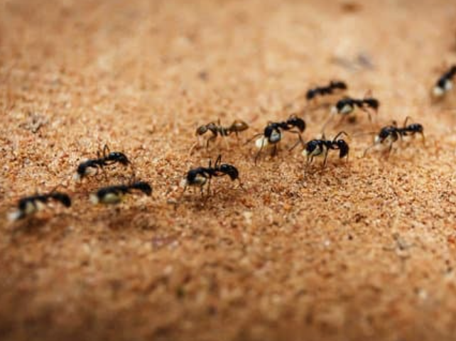 Ant activity around a wall gap and small structural entry point