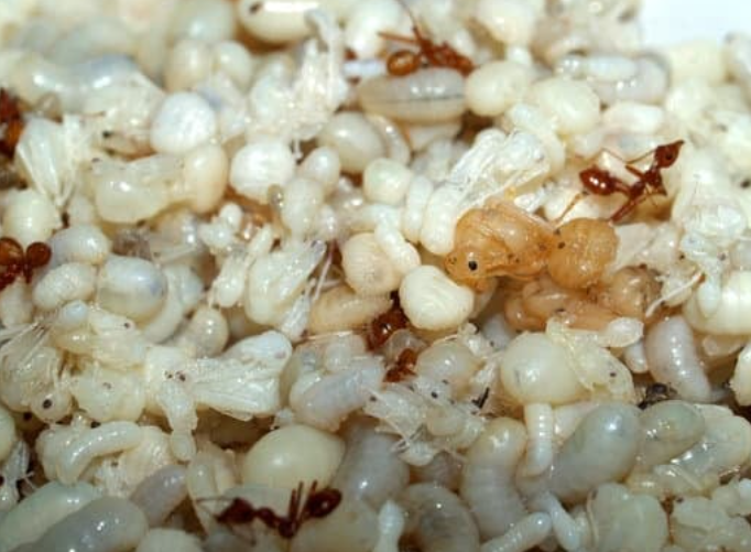 Close-up of ants in a residential kitchen environment