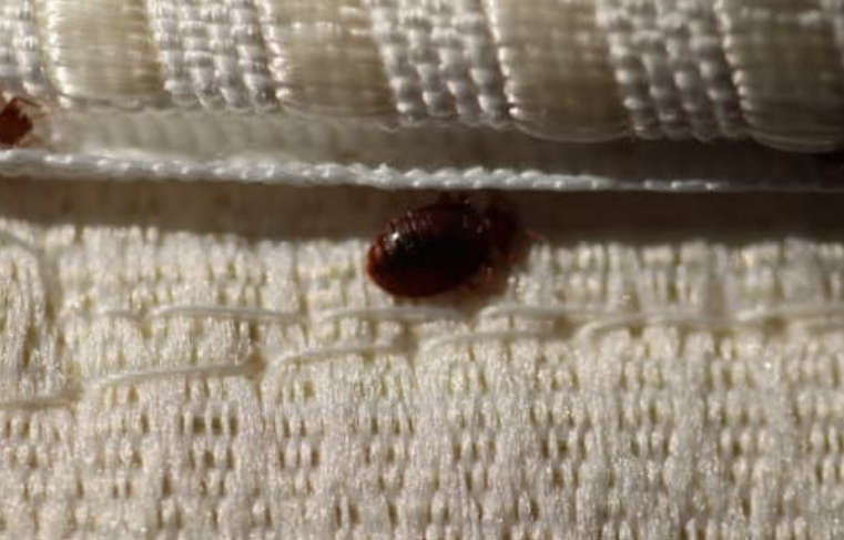 Bed bug signs found along mattress seam and bed frame joint