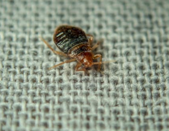 Bed bug inspection on bed frame and mattress seam