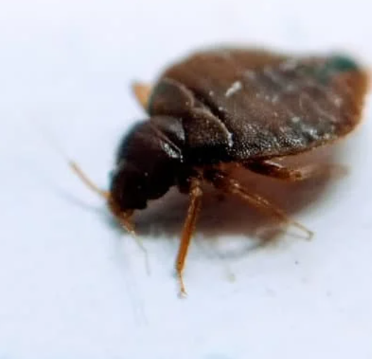 Bed bug preparation check in a residential sleeping area