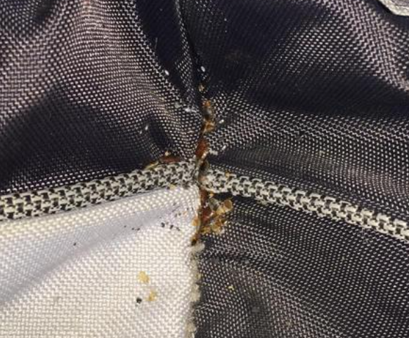 Bed bug monitoring during follow-up treatment visit