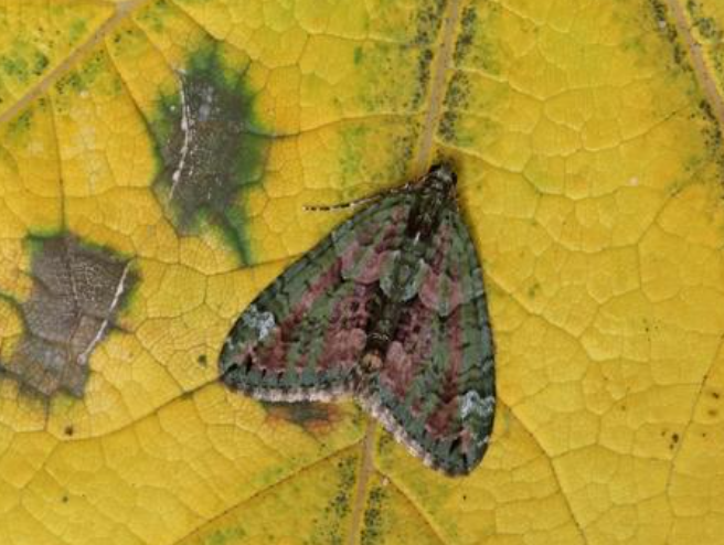 Carpet moth activity signs on wool carpet near skirting edge