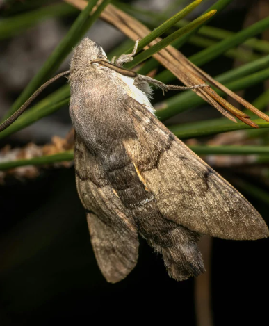 Carpet moth inspection around rug fibres and room corner