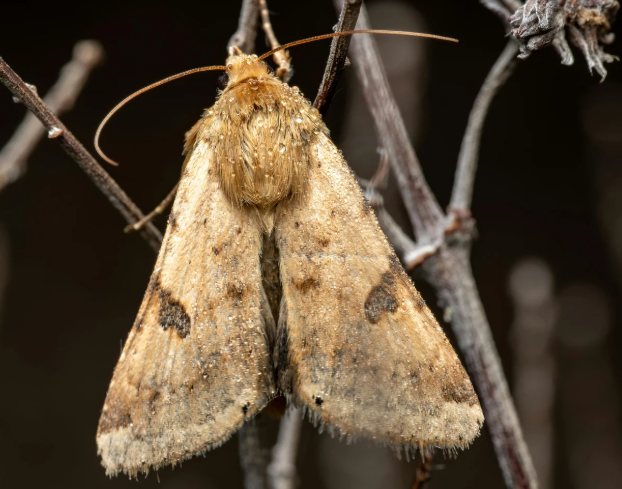 Carpet moth damage check under furniture in a low-traffic room
