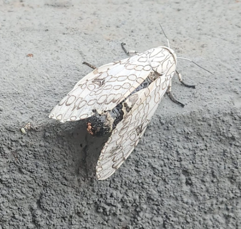 Carpet moth survey inside wardrobe and stored fabric area
