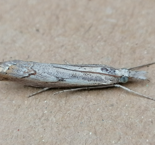 Follow-up carpet moth treatment review on affected rug fibres