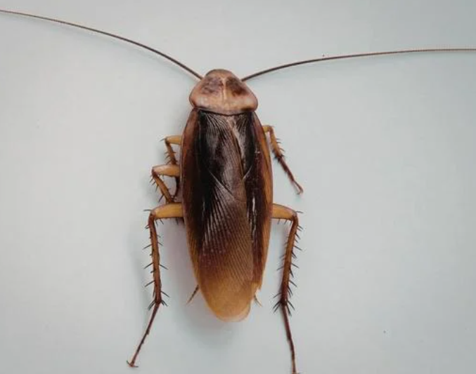 Cockroach prevention inspection behind kitchen appliances