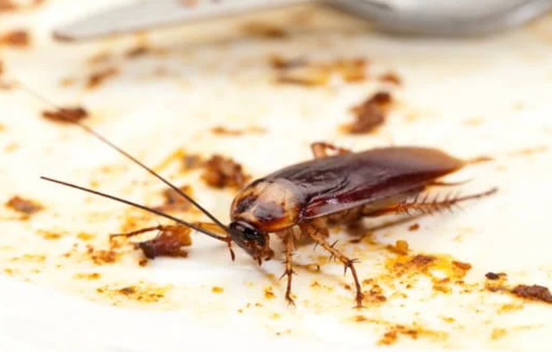 Cockroach activity behind appliances in food preparation area