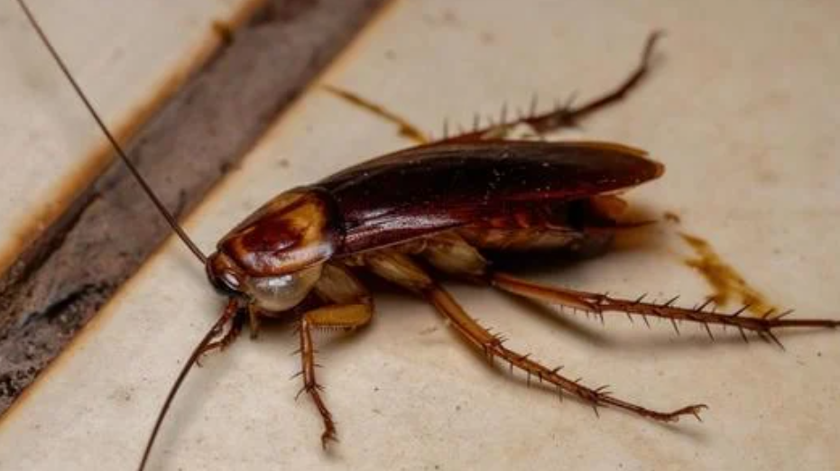 Cockroach activity check in a commercial kitchen prep area