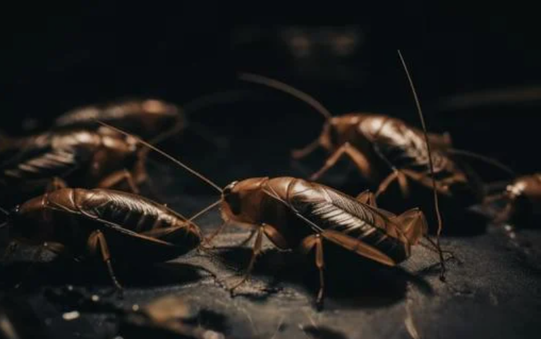 Cockroach harbourage check around utility pipe entry point