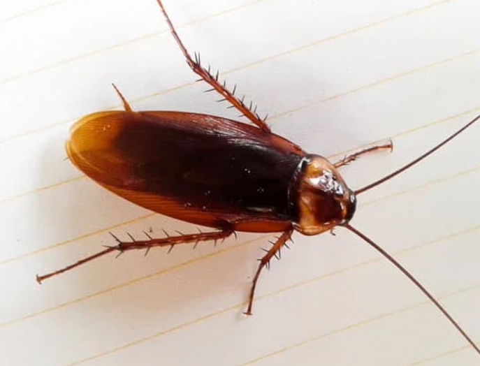 Cockroach prevention survey in storage and cleaning area