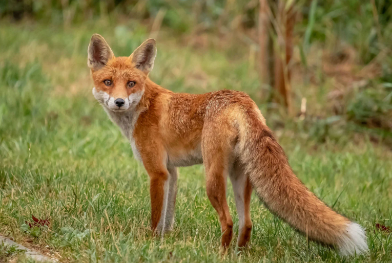 Fox seen near a residential garden boundary at dusk