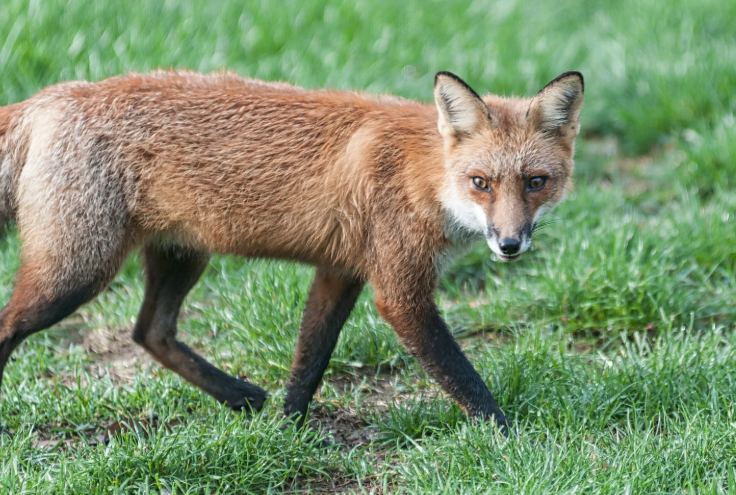 Fox disturbance around bins in a suburban driveway area