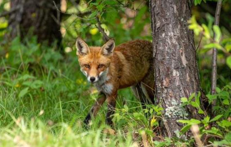 Fox movement route identified near fence line and rear gate