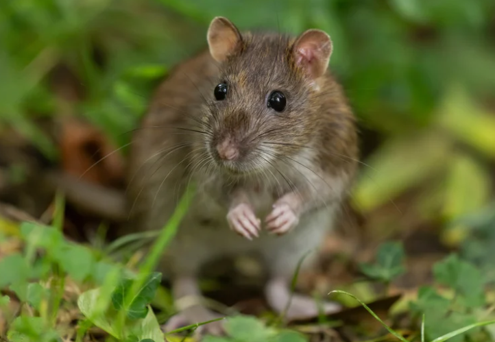 Mouse control checks in a roof-space storage area