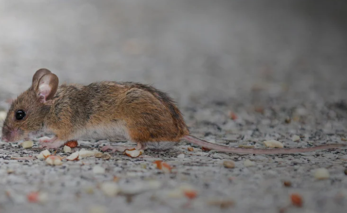 Mice inspection in attic insulation and loft storage area