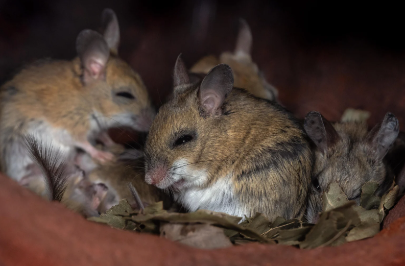 Mouse activity around utility pipe entry and low wall gap