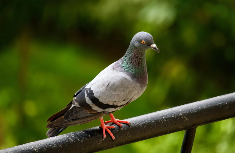 Pigeon activity around roof ledges and balcony edges