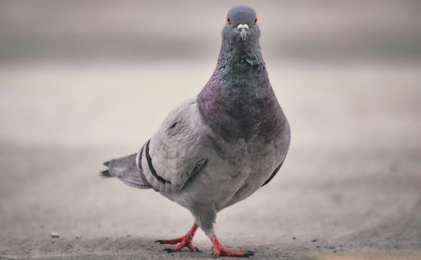 Pigeon fouling and nesting pressure near a commercial entrance canopy