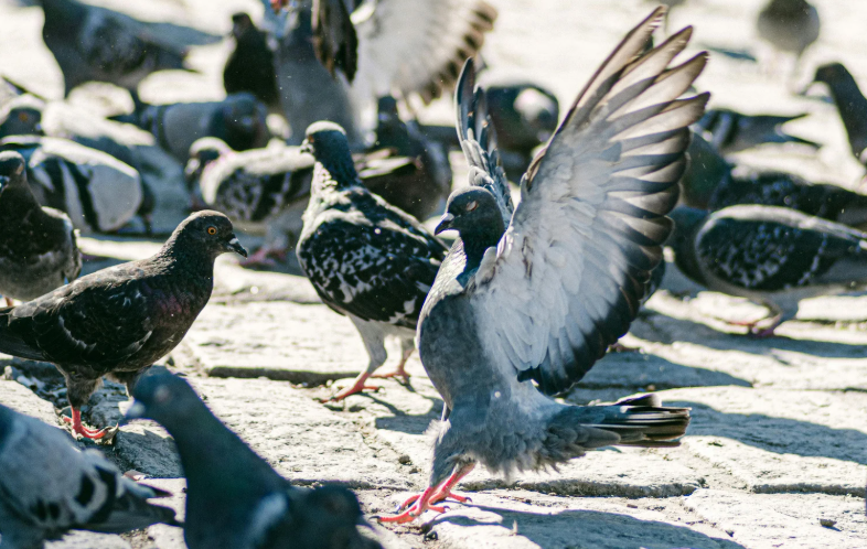 Pigeon clustering on upper facade with repeated fouling risk