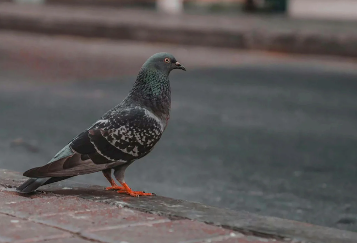 Pigeon activity around sheltered ledge in an urban block
