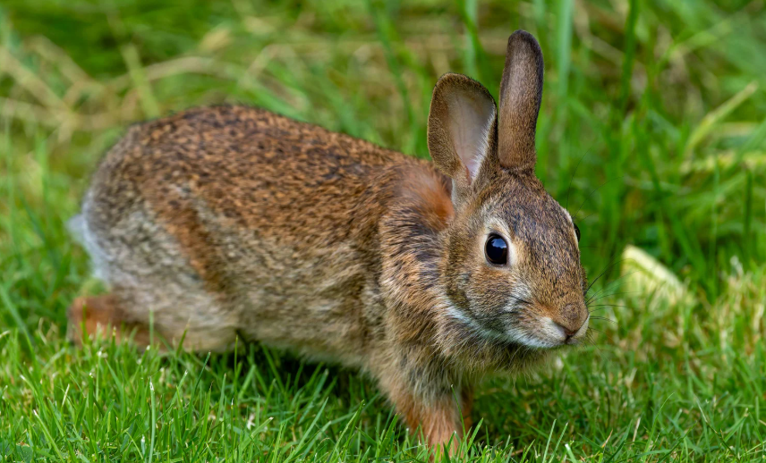 Rabbit activity on a residential lawn and garden edge