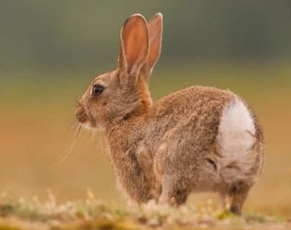 Rabbit burrow signs near a garden boundary and hedge line