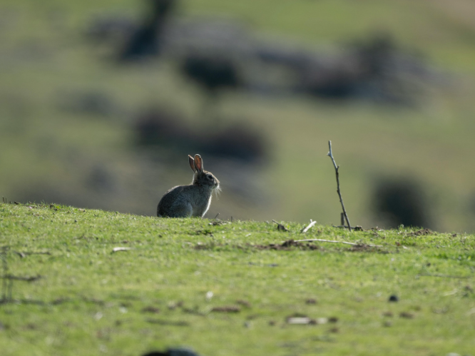 Rabbit grazing damage on landscaped grass and planting area