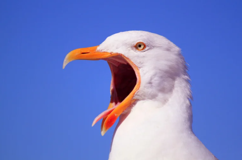 Seagull activity near roofline and public-facing access points