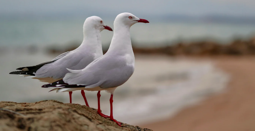 Seagull nuisance near bins and service access point