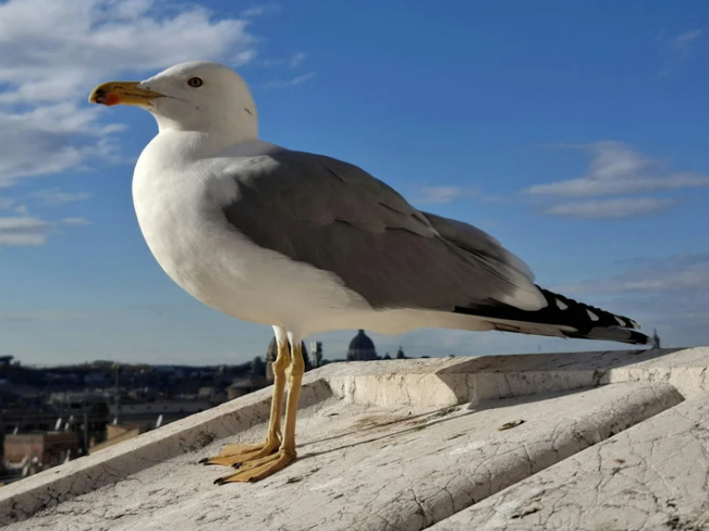 Seagull movement across a residential roof edge and gutter line