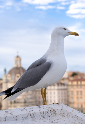 Seagull presence near balcony and public walkway