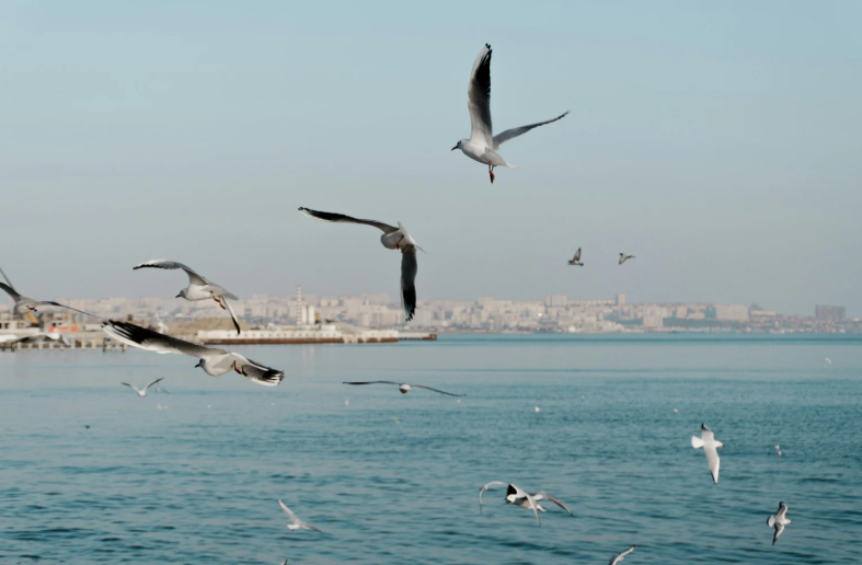 Seagull perching and fouling risk near roof access point