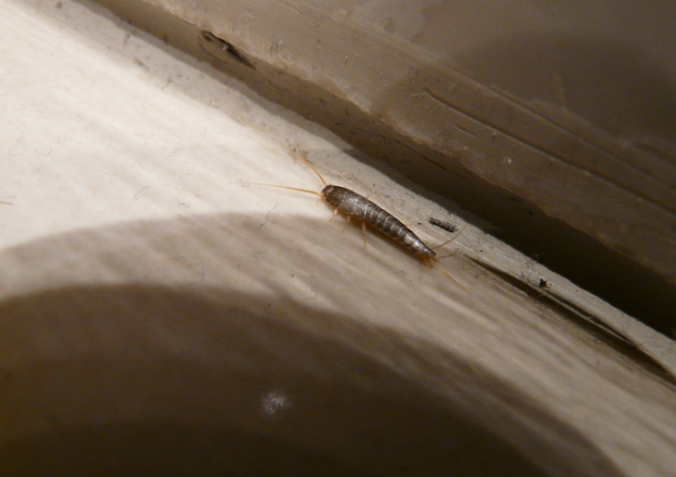 Silverfish activity around bathroom tile edge and skirting board