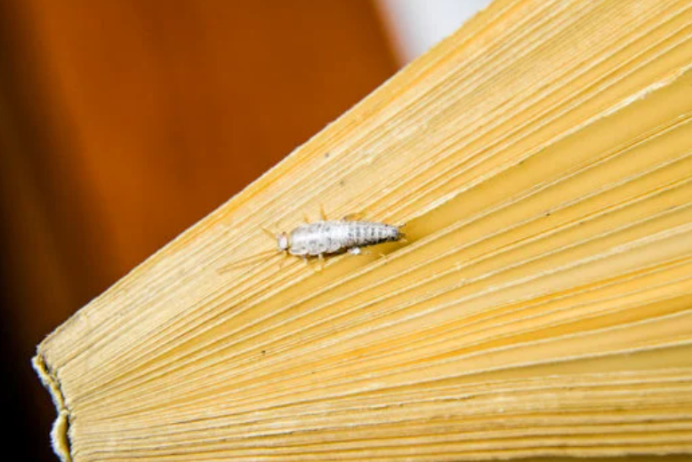 Silverfish sightings in a humid utility cupboard space