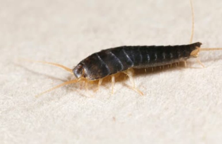 Silverfish movement near stored paper materials in cupboard