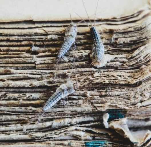 Silverfish inspection in kitchen utility corner with moisture
