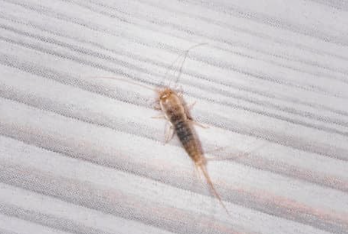 Silverfish prevention check in low-ventilation storage area