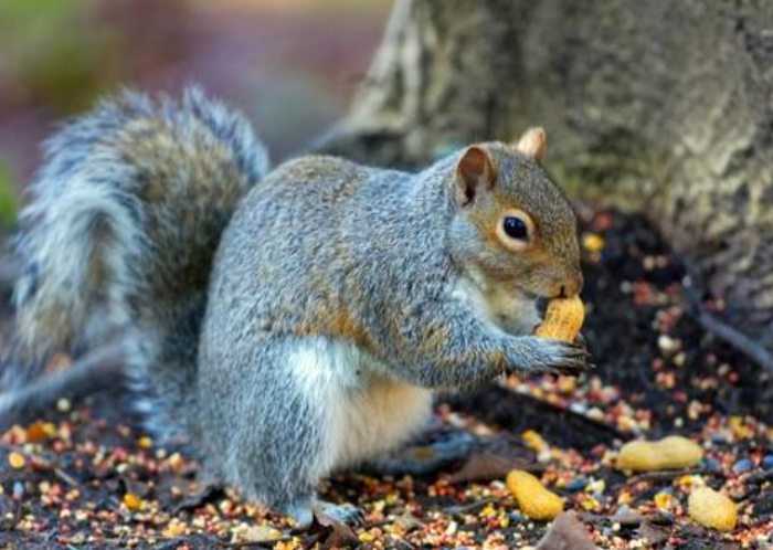 Grey squirrel near roofline access point on a residential property