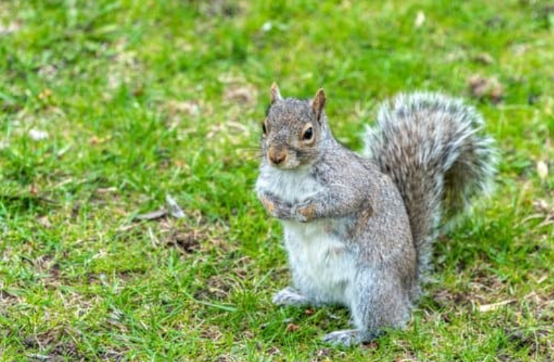 Squirrel movement along a roof edge toward loft entry