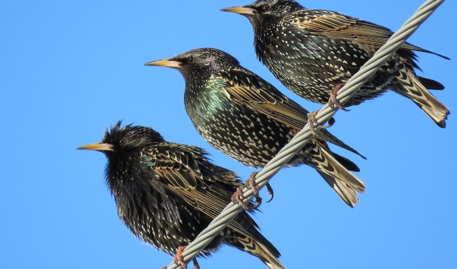 Starling flock activity around eaves and building openings