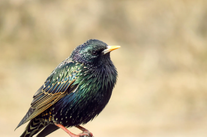 Starling nesting signs around attic vent and fascia area